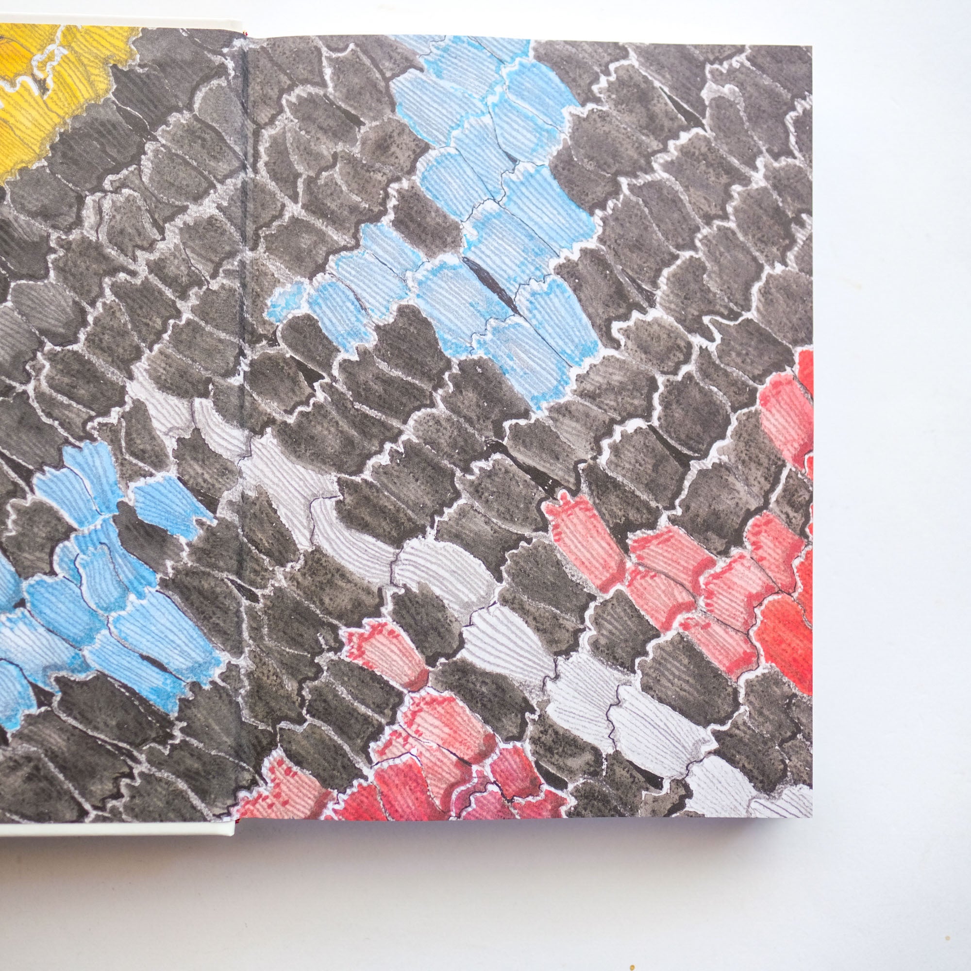 Butterflies of the Bay Area and (Slightly) Beyond: An Illustrated Guide by Liam O'Brien