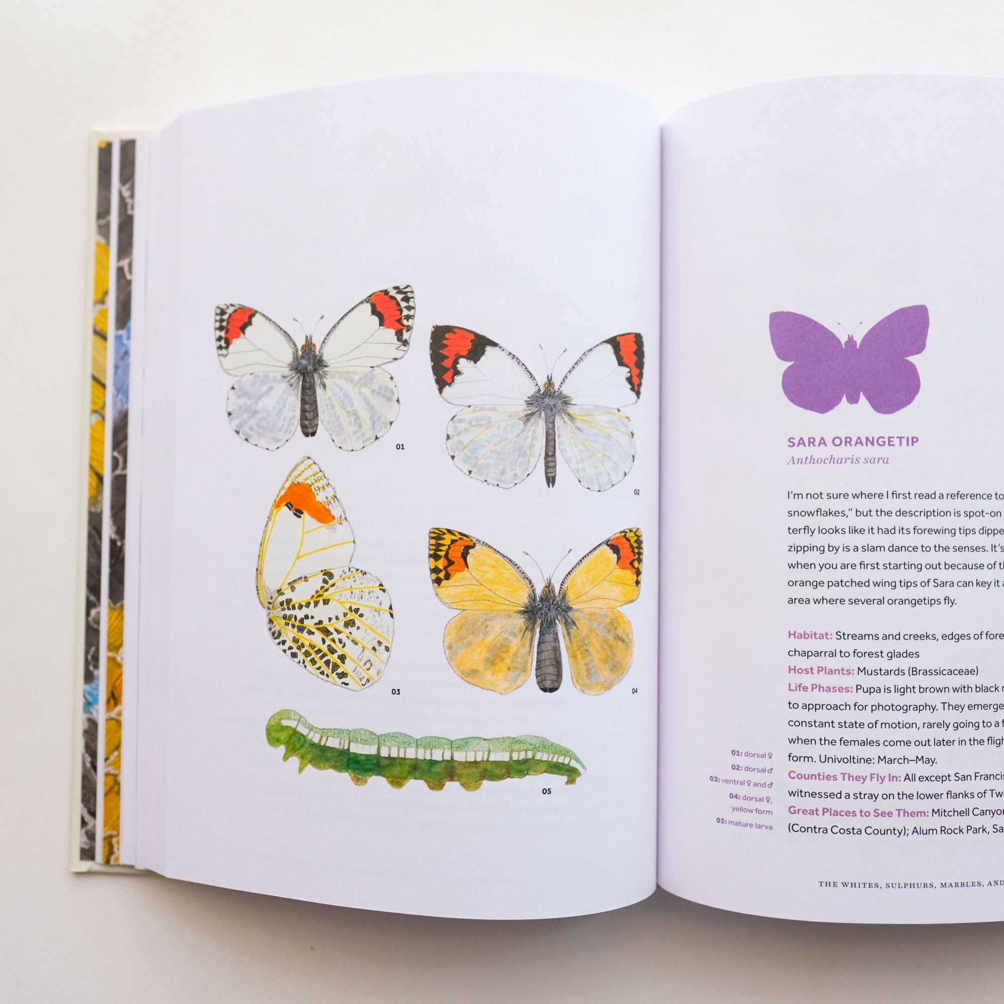 Butterflies of the Bay Area and (Slightly) Beyond: An Illustrated Guide by Liam O'Brien