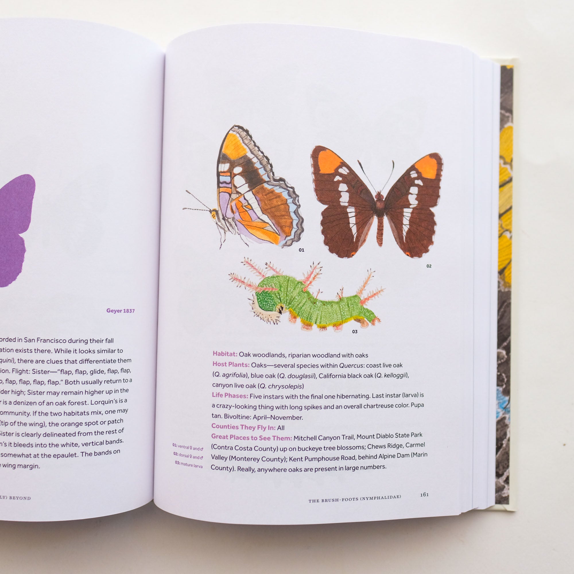 Butterflies of the Bay Area and (Slightly) Beyond: An Illustrated Guide by Liam O'Brien