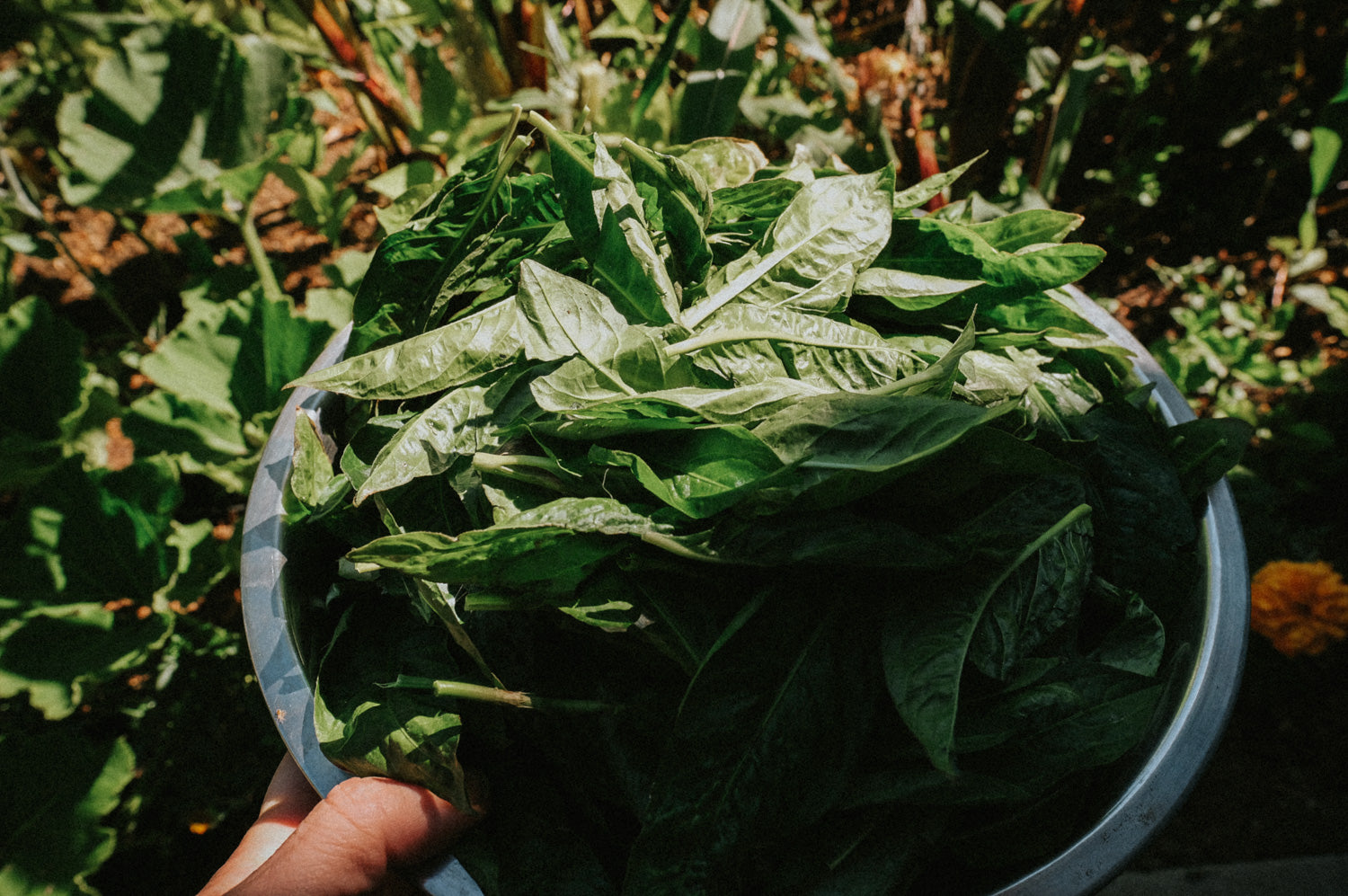 Dyeing with Freshly Harvested Indigo Leaves - Saturday, August 3rd, 2024