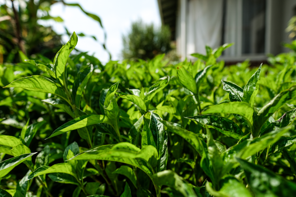 2024 Fresh Leaf Indigo: Shimmering Tussah
