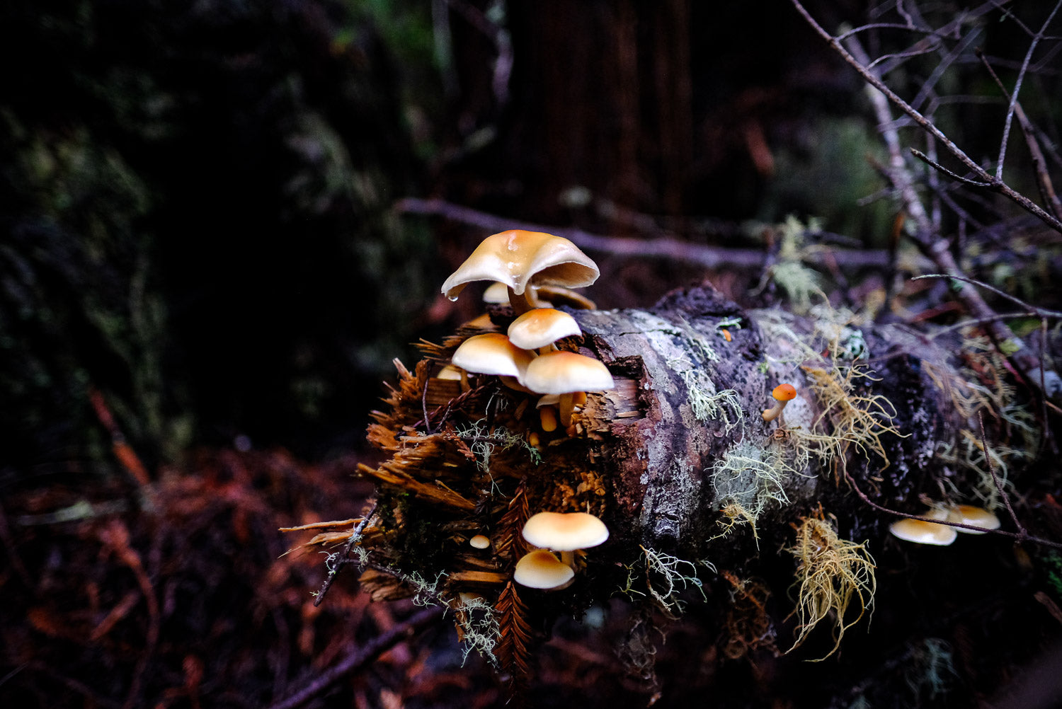 AVFKW x Cecelia Campochiaro - Color Poem Scarf Bundle