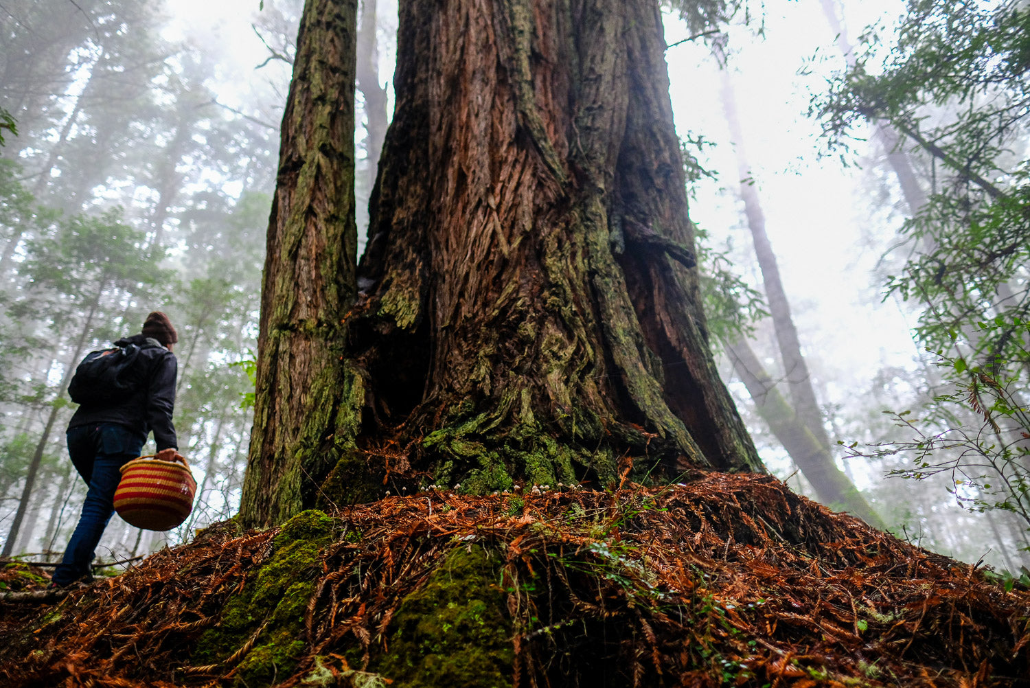 AVFKW x Cecelia Campochiaro - Color Poem Scarf Bundle