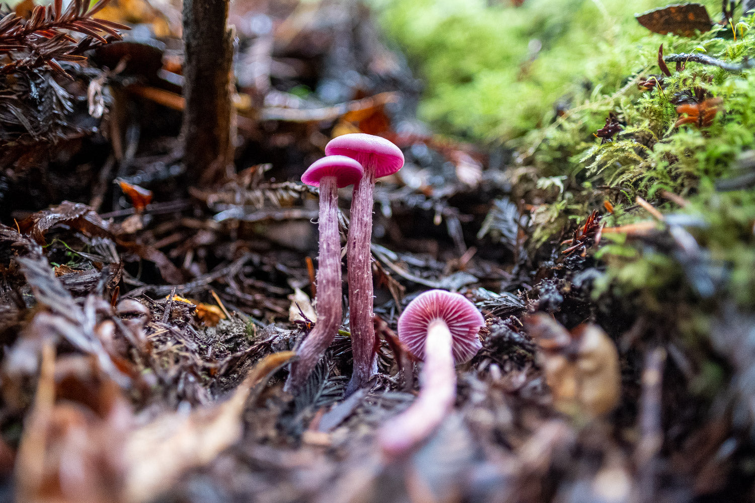 AVFKW x Cecelia Campochiaro - Color Poem Scarf Bundle