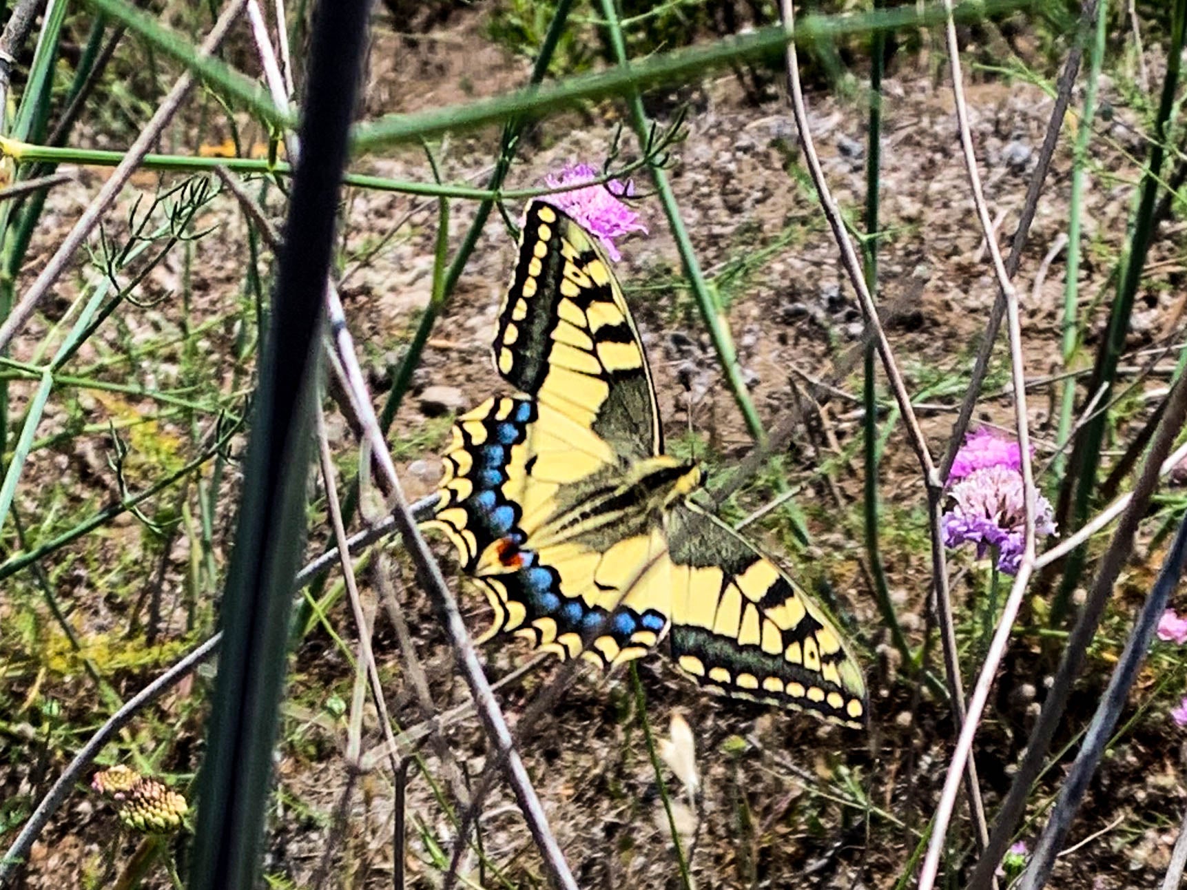 2023 Summer Solstice Special Color: Fennel Fronds and the Beat of the Butterfly's Wings