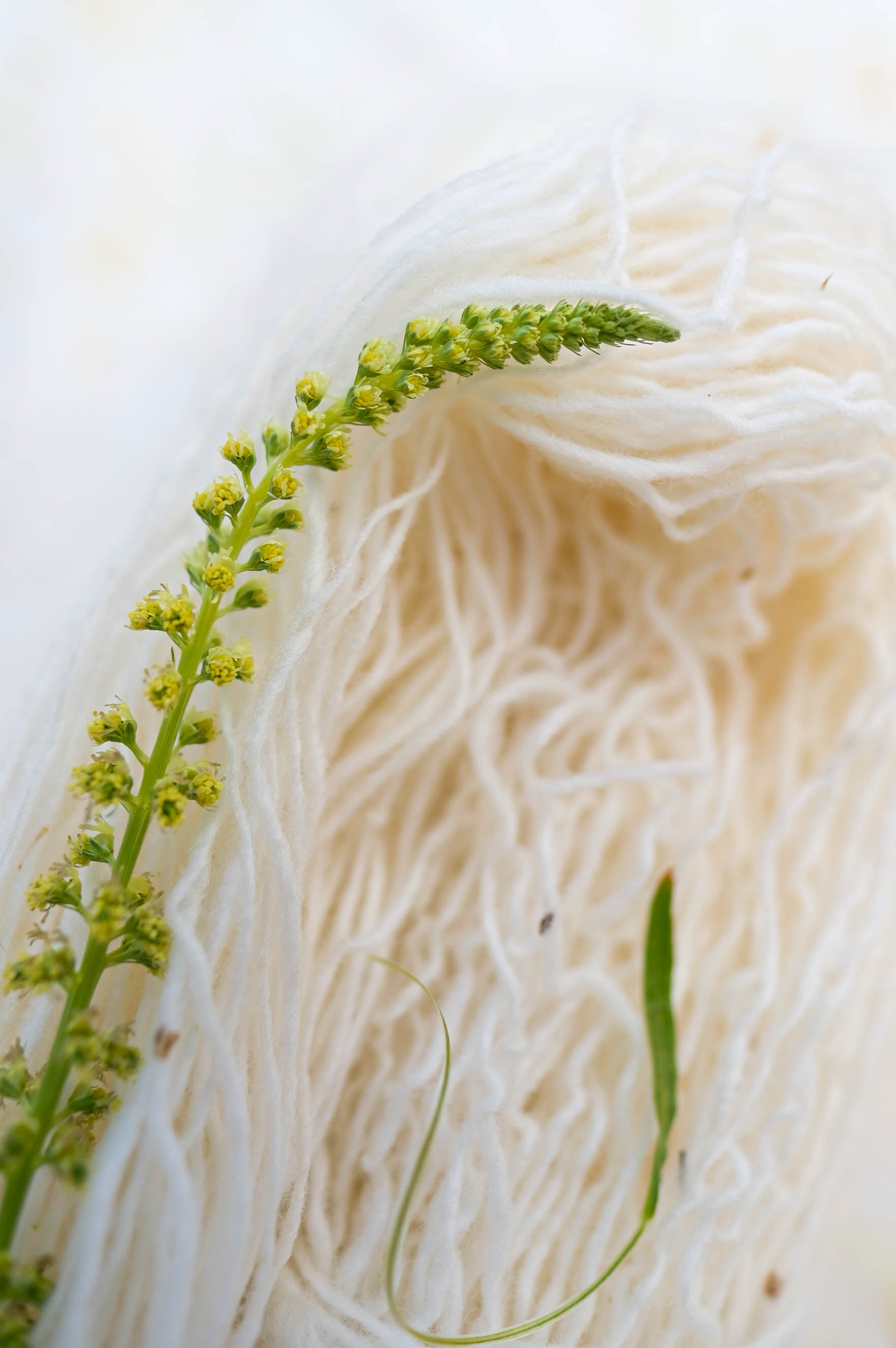 2023 Summer Solstice Special Color: Fennel Fronds and the Beat of the Butterfly's Wings