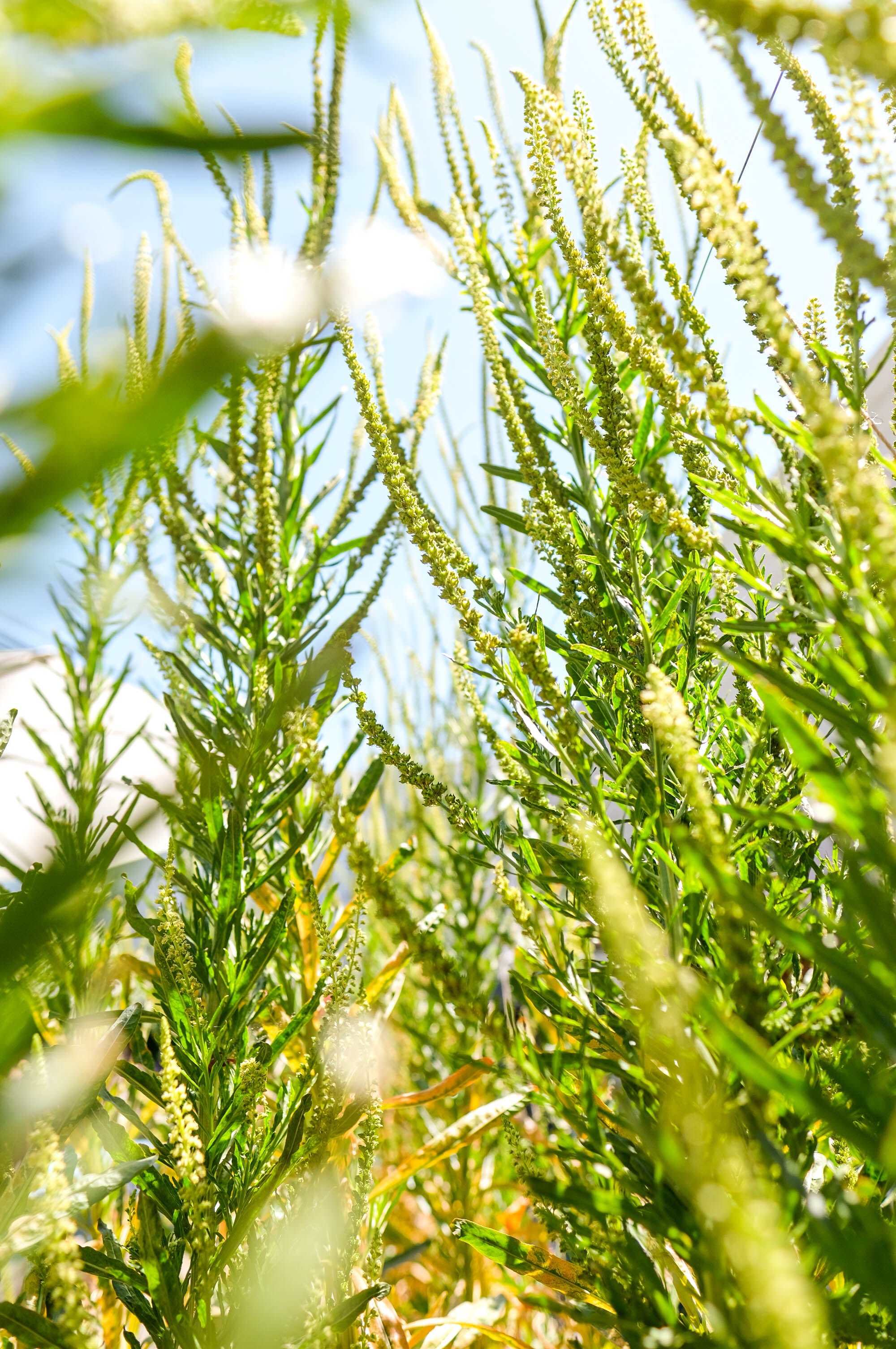 2023 Summer Solstice Special Color: Fennel Fronds and the Beat of the Butterfly's Wings