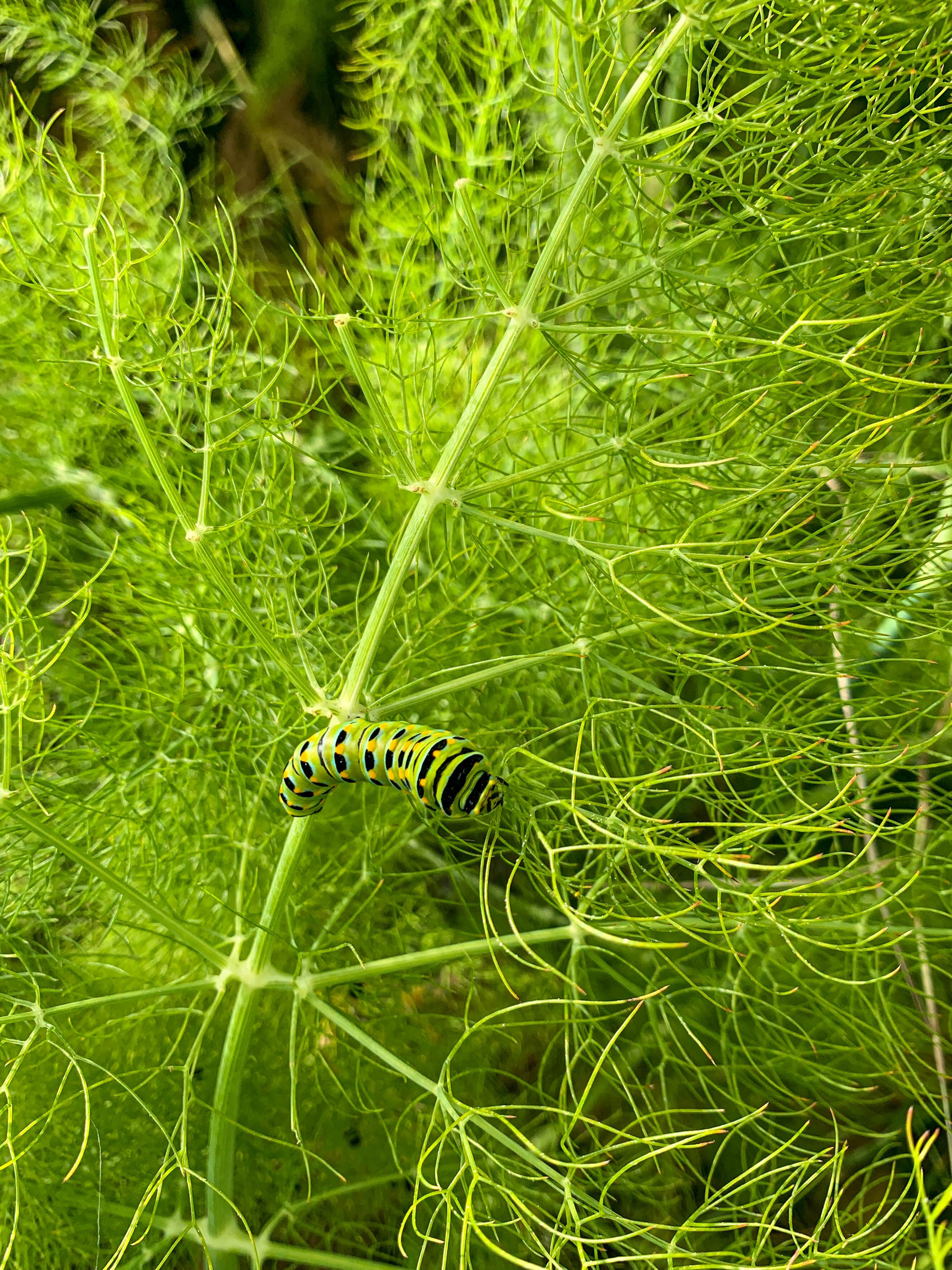 2023 Summer Solstice Special Color: Fennel Fronds and the Beat of the Butterfly's Wings