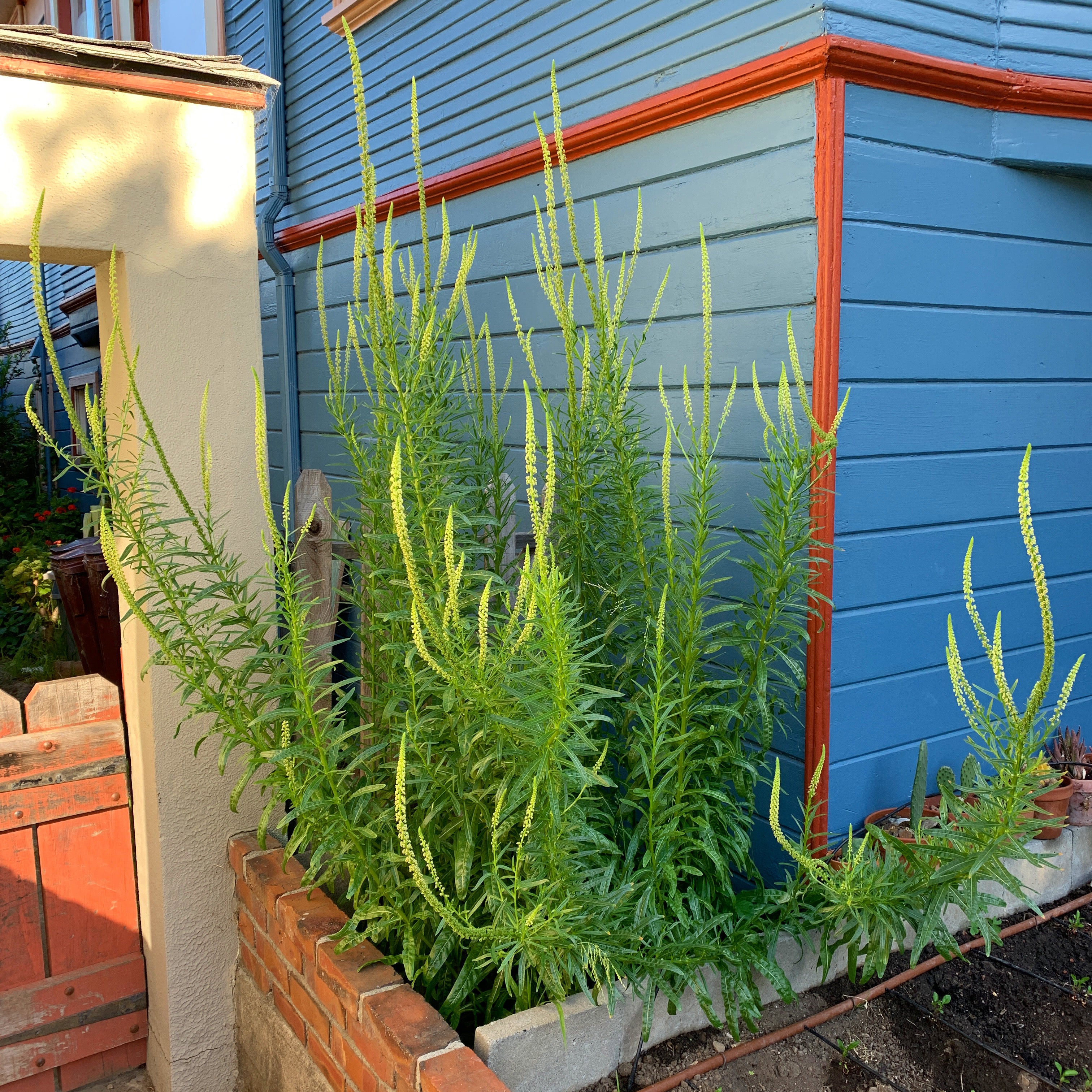 Weld Seeds - Reseda luteola