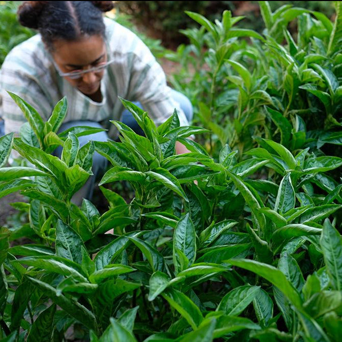 Zoe helping out with harvesting indigo leaves so we can dry them