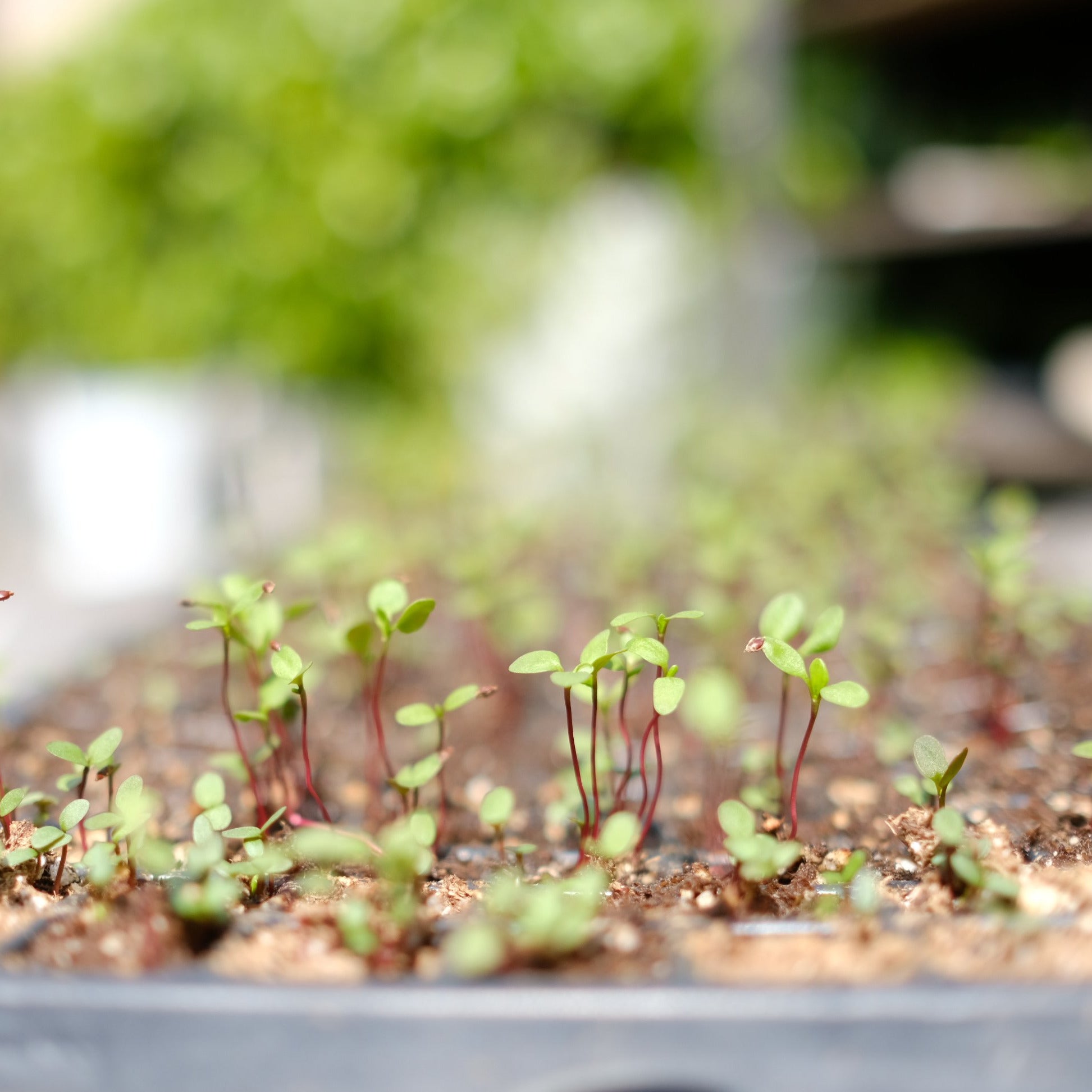 Persicaria tinctoria sprouts