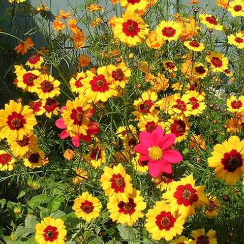 Coreopsis Seeds - Coreopsis tinctoria