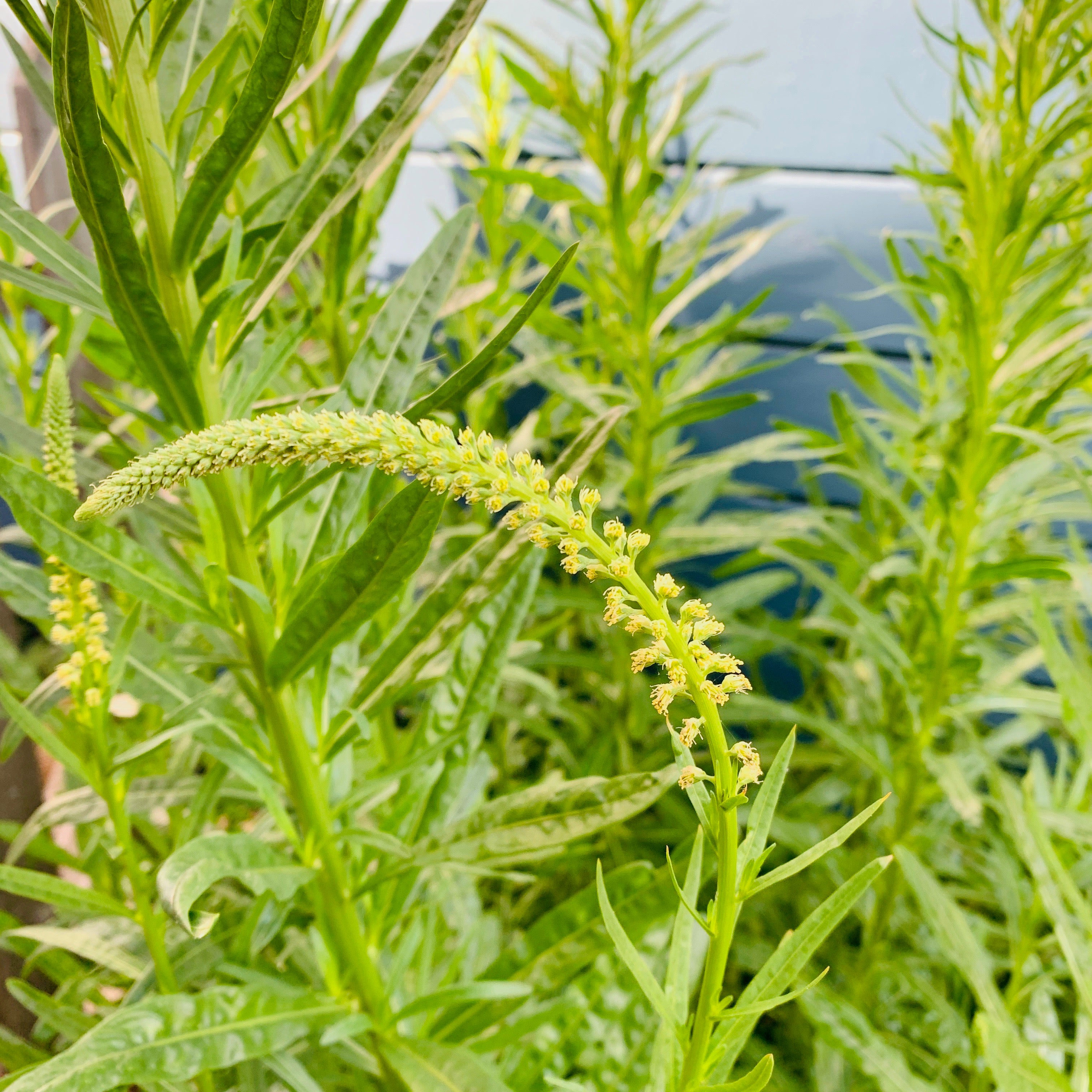 Weld Seeds - Reseda luteola