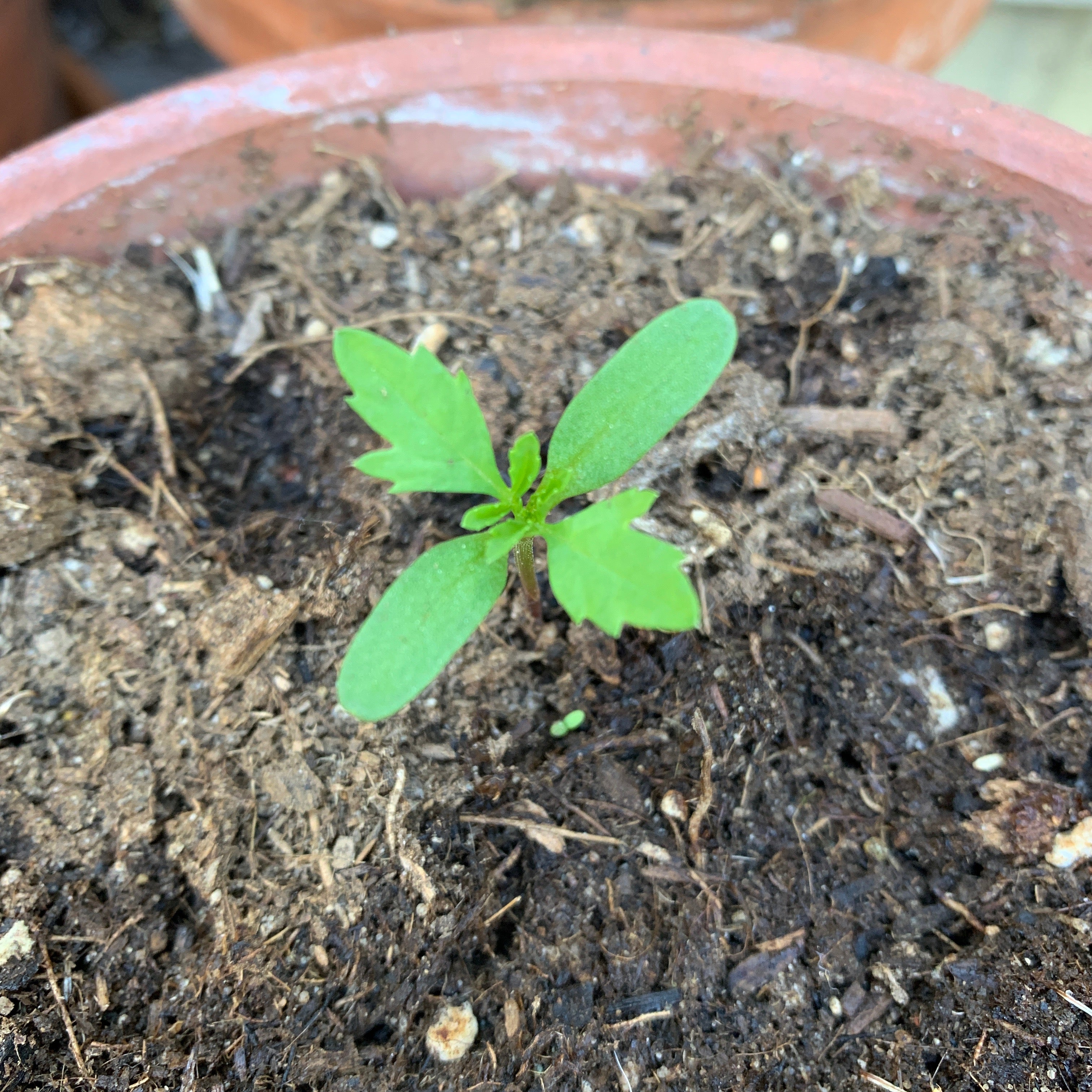 AVFKW Marigold Seeds - Tagetes erecta
