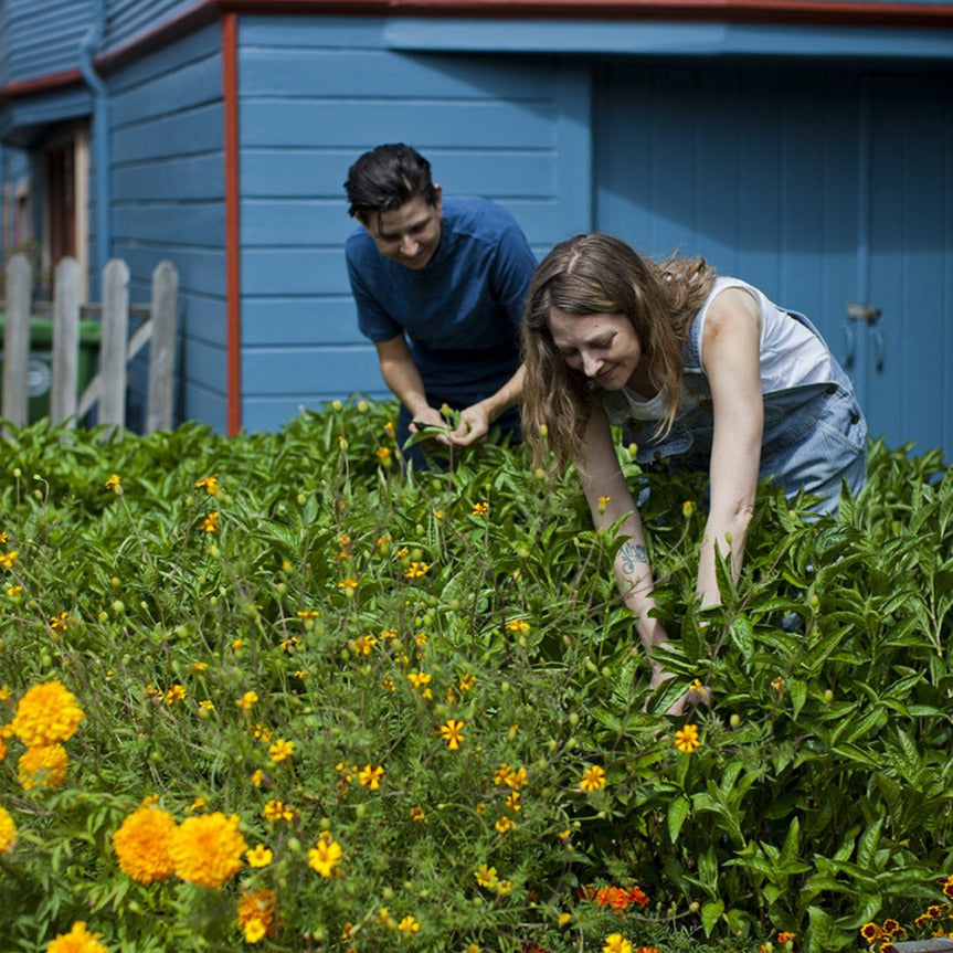 Adrienne and Kristine harvesting indigo leaves in Oakland, California