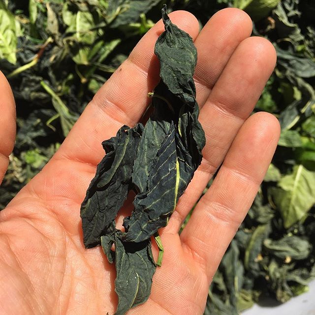 Indigo Seeds - Persicaria tinctoria