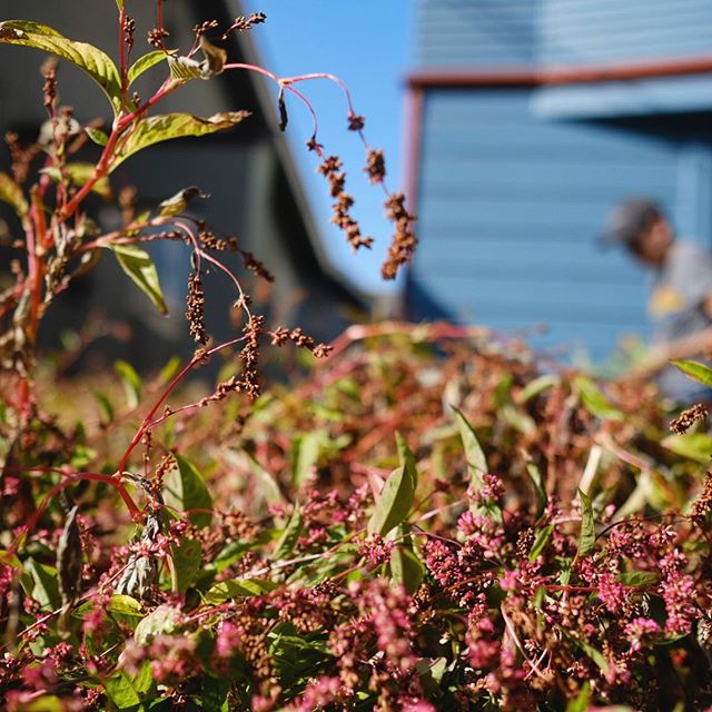 Indigo Seeds - Persicaria tinctoria