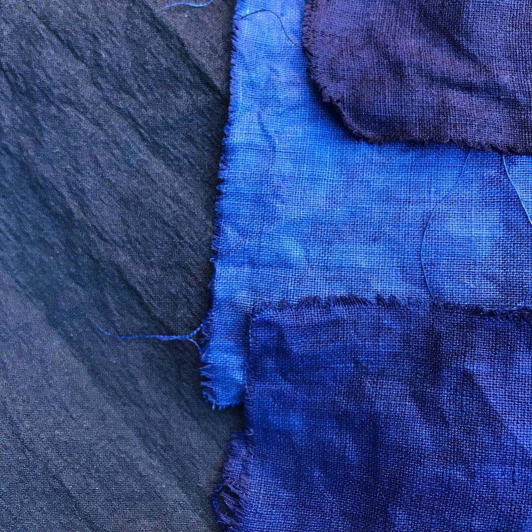 Indigo Seeds - Persicaria tinctoria