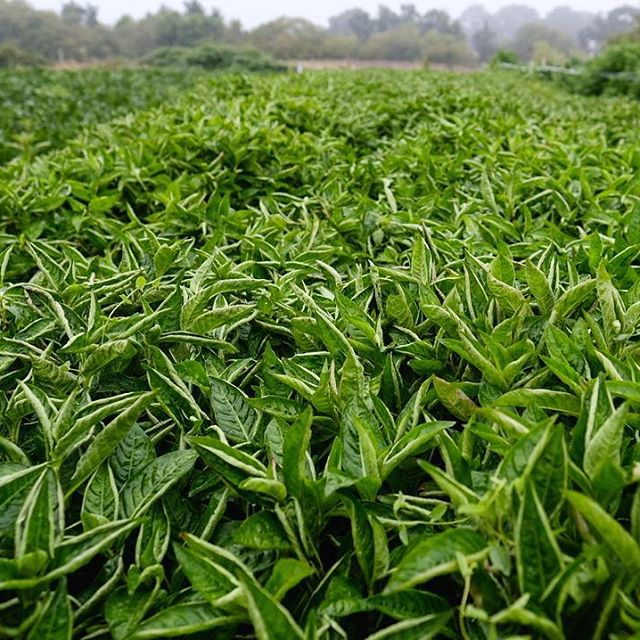 Indigo Seeds - Persicaria tinctoria