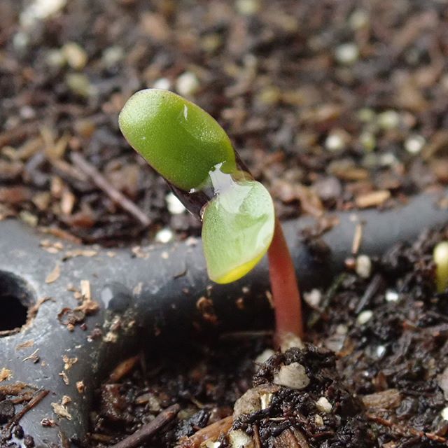 Indigo Seeds - Persicaria tinctoria