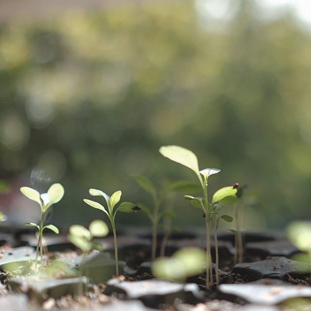 Indigo Seeds - Persicaria tinctoria