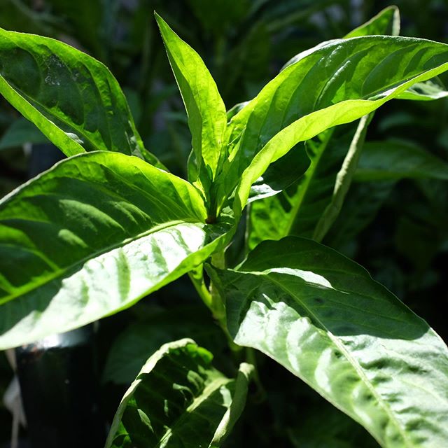 Indigo Seeds - Persicaria tinctoria