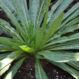 Weld Seeds - Reseda luteola