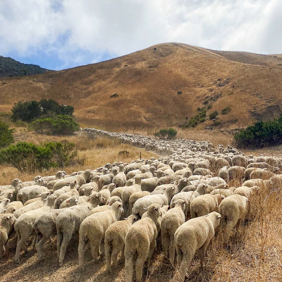A herd of sheep walk through the hills. 