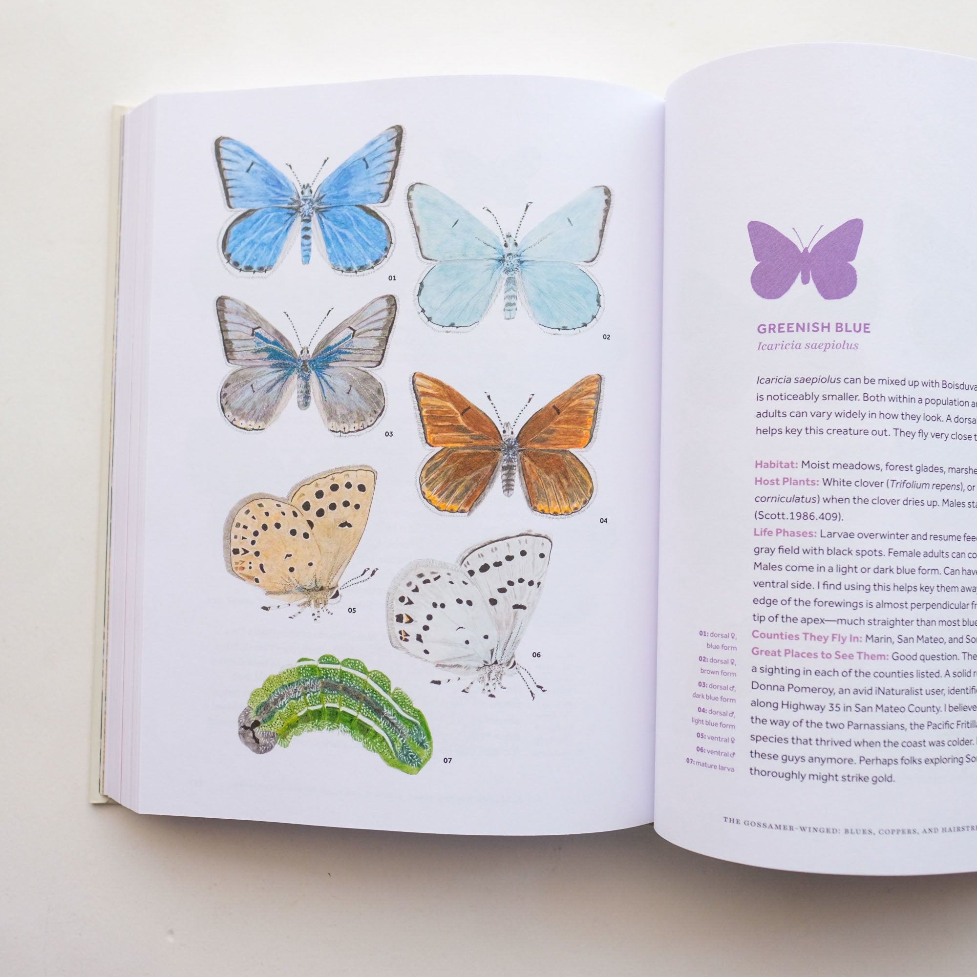 Butterflies of the Bay Area and (Slightly) Beyond: An Illustrated Guide by Liam O'Brien