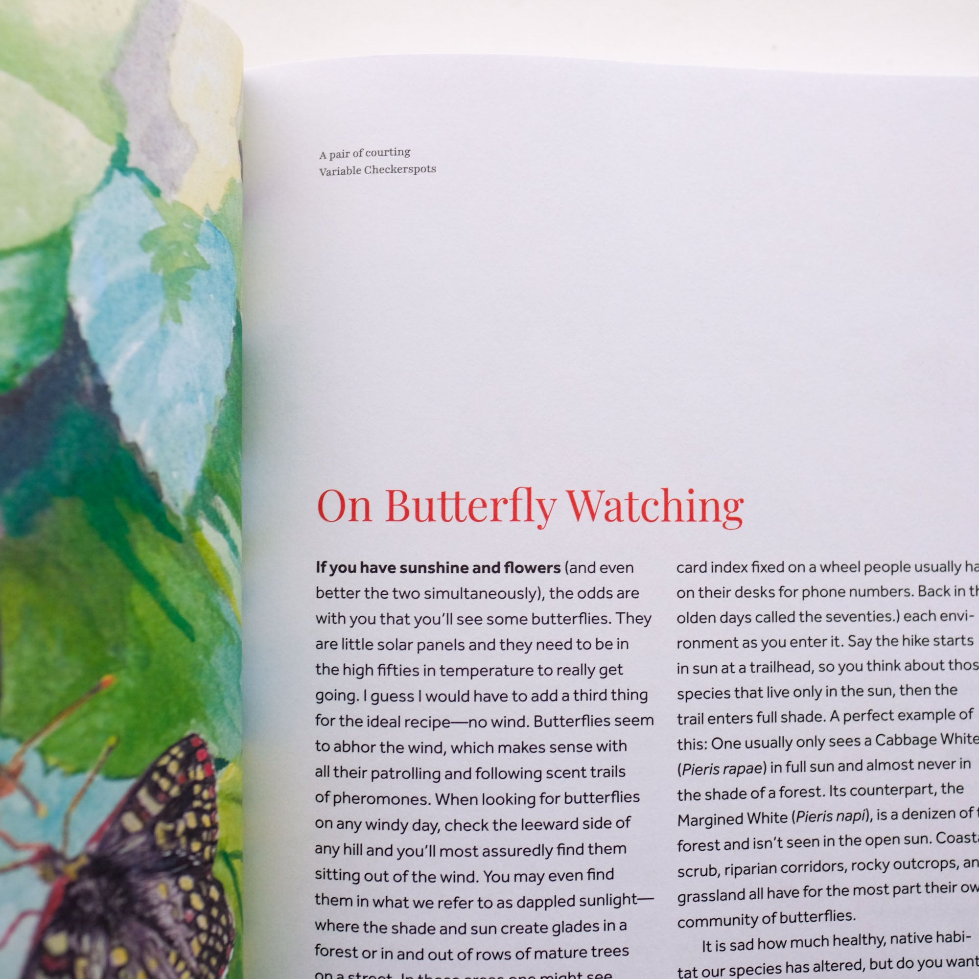 Butterflies of the Bay Area and (Slightly) Beyond: An Illustrated Guide by Liam O'Brien