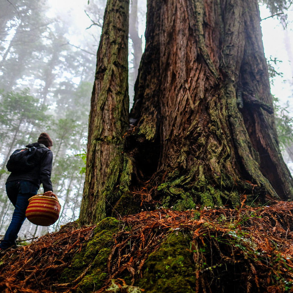 Person with a backpack and basket walking through a misty forest with large trees.