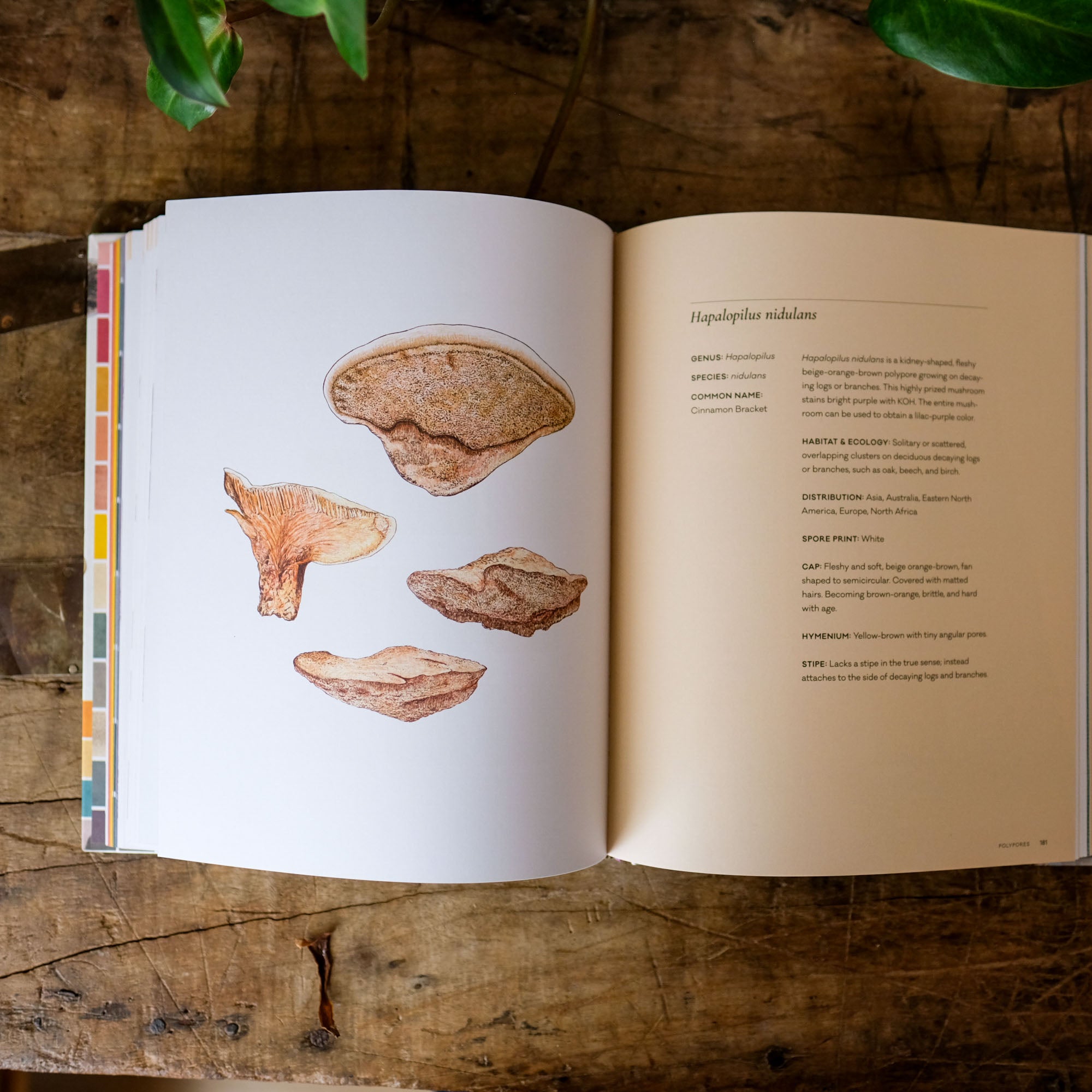 The Mushroom Color Atlas: A Guide to Dyes and Pigments Made fom Fungi by Julie Beeler