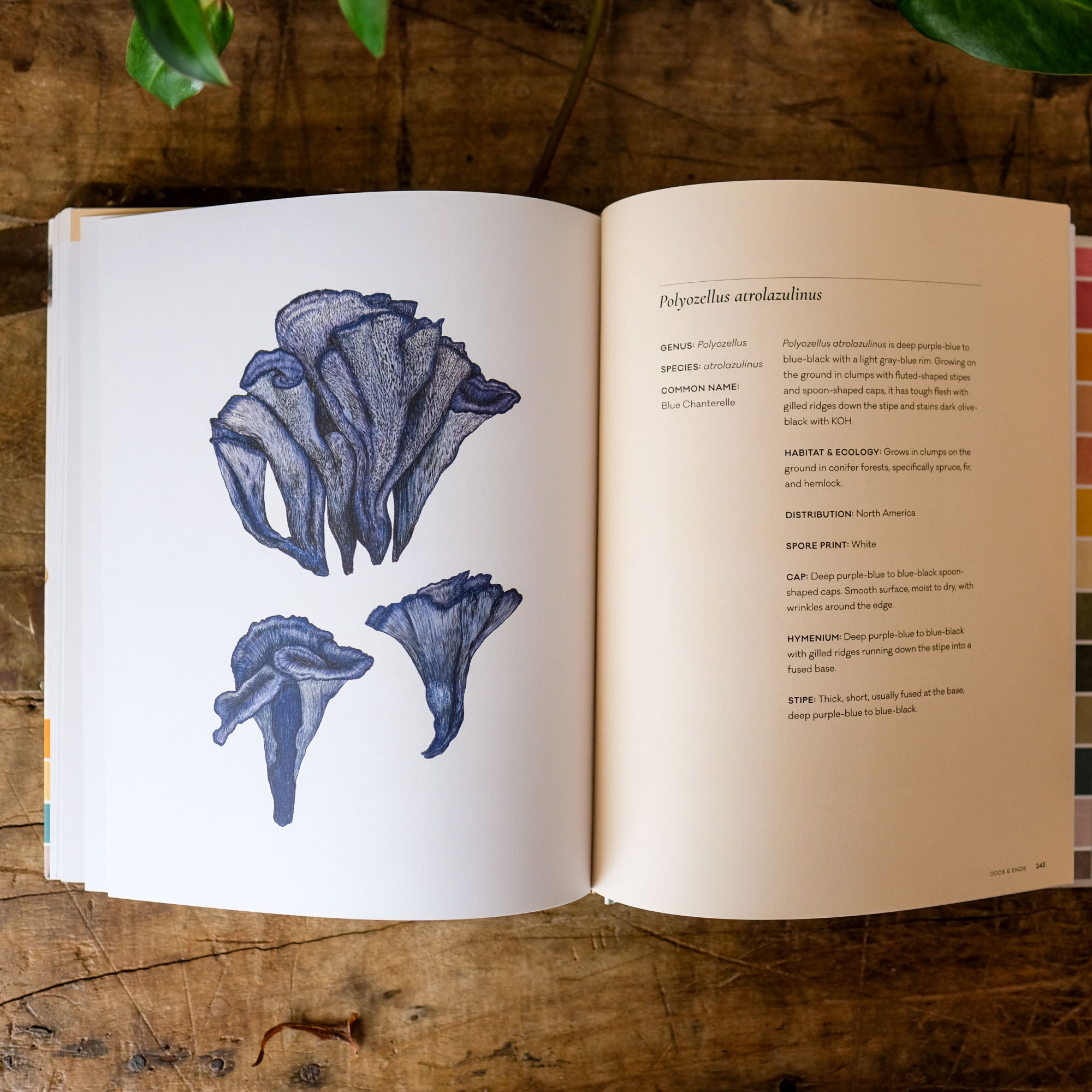 The Mushroom Color Atlas: A Guide to Dyes and Pigments Made fom Fungi by Julie Beeler