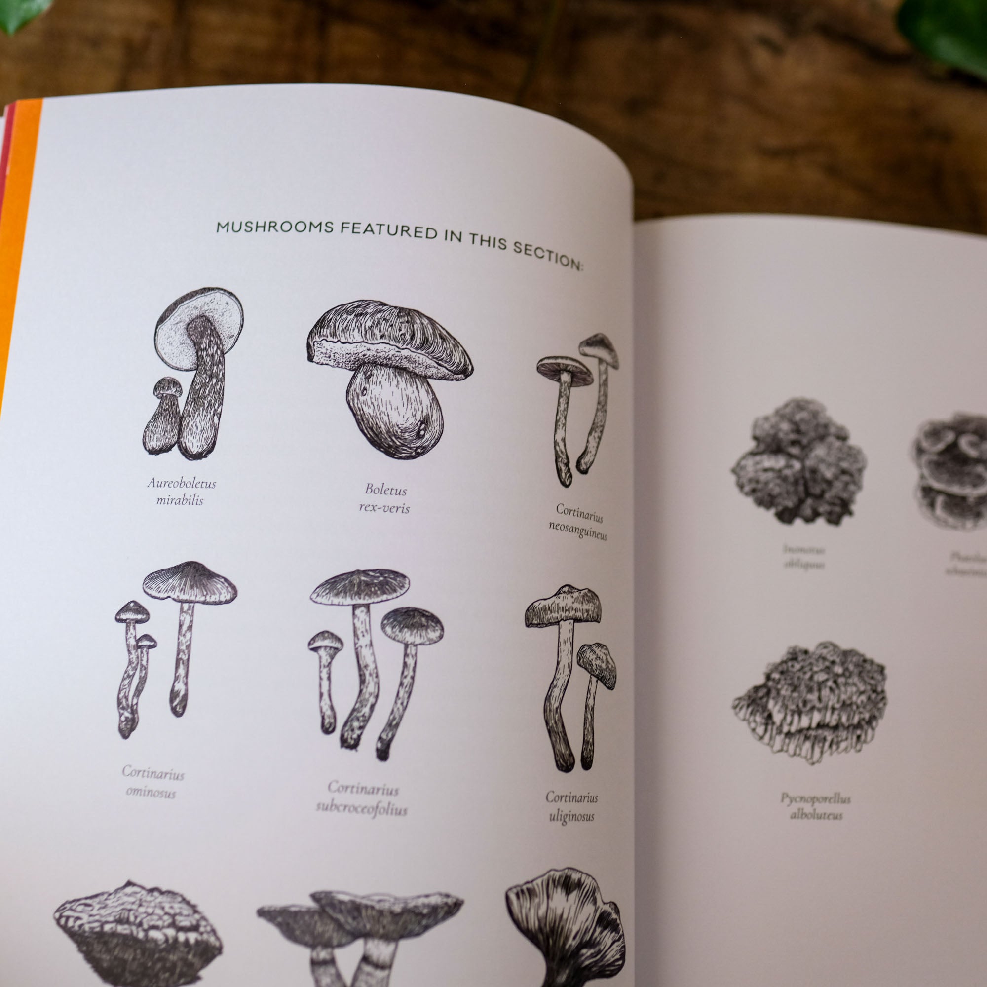 The Mushroom Color Atlas: A Guide to Dyes and Pigments Made fom Fungi by Julie Beeler