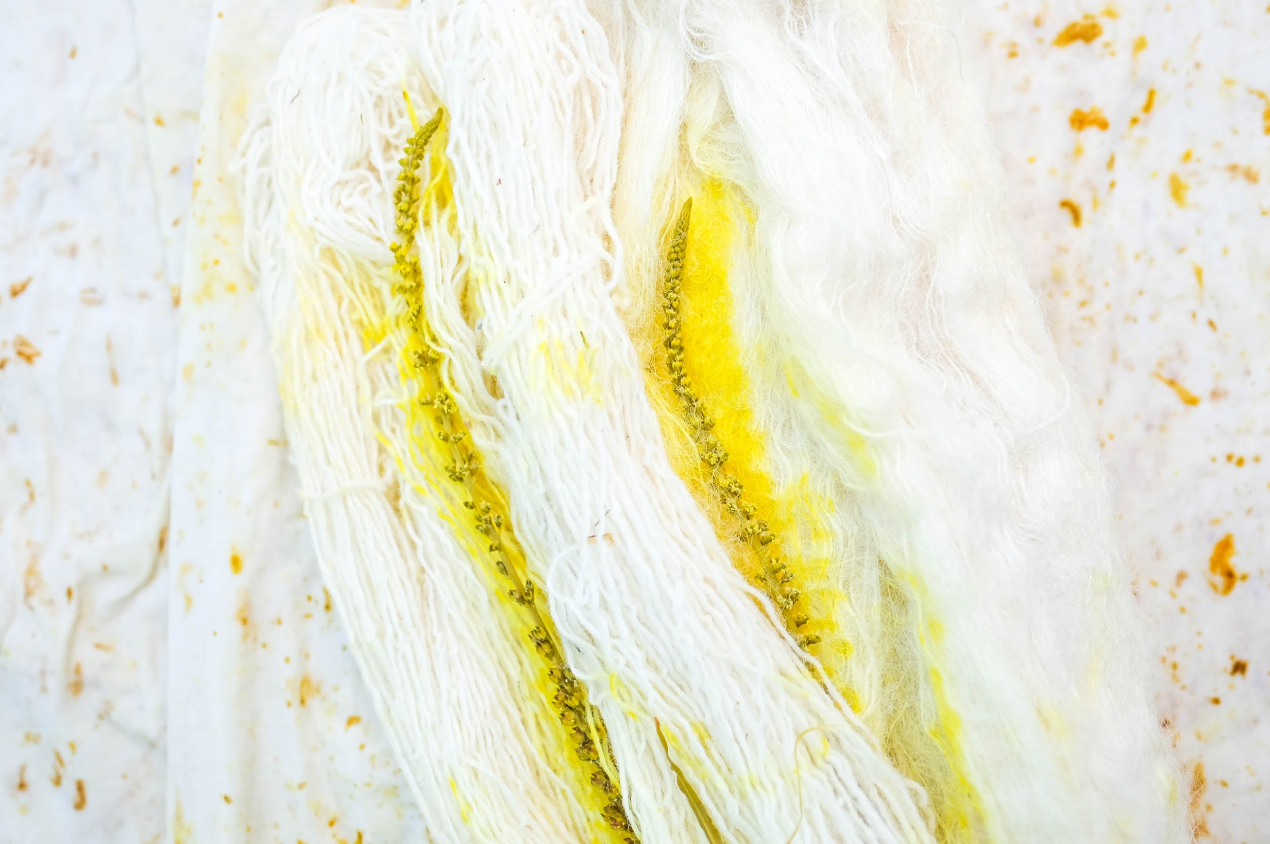 2023 Summer Solstice Special Color: Fennel Fronds and the Beat of the Butterfly's Wings