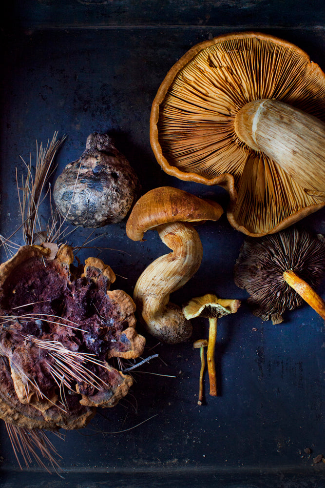 Journeys in Natural Dyeing: Techniques for Creating Color at Home by Kristine Vejar and Adrienne Rodriguez