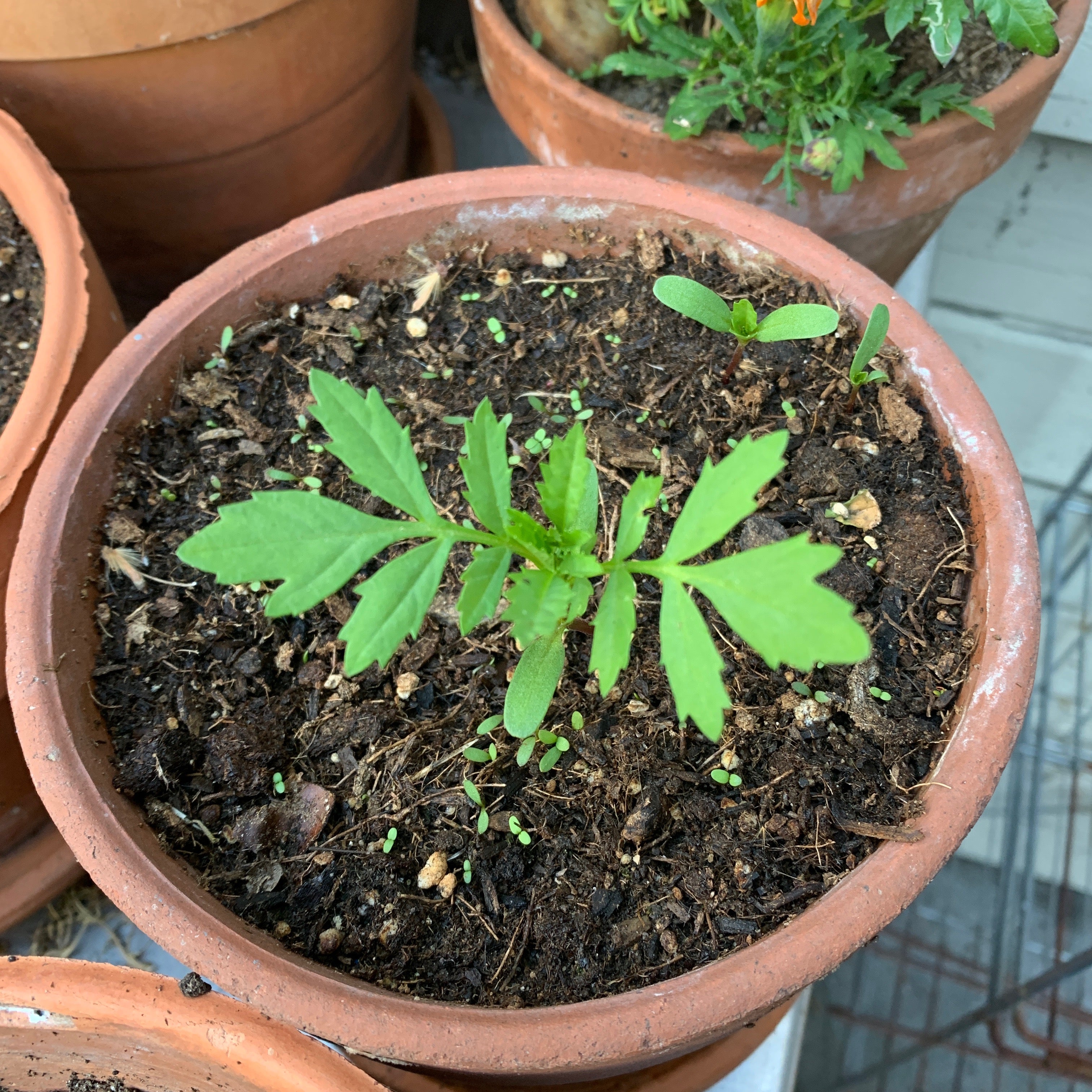 AVFKW Marigold Seeds - Tagetes erecta