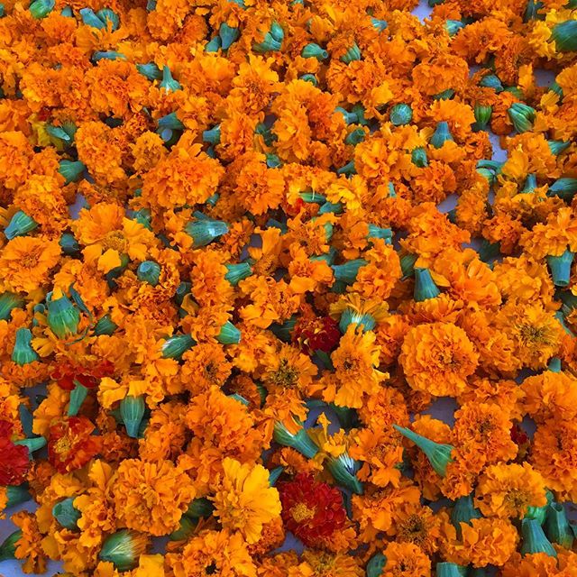 AVFKW Marigold Seeds - Tagetes erecta